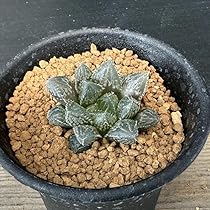 と*)様 多肉植物 ハオルチア ミラーボール錦　 糊斑　変異系 全面窓 特選　超 と*)様 多肉植物 ハオルチア ミラーボール錦 糊斑 変異系 全面窓